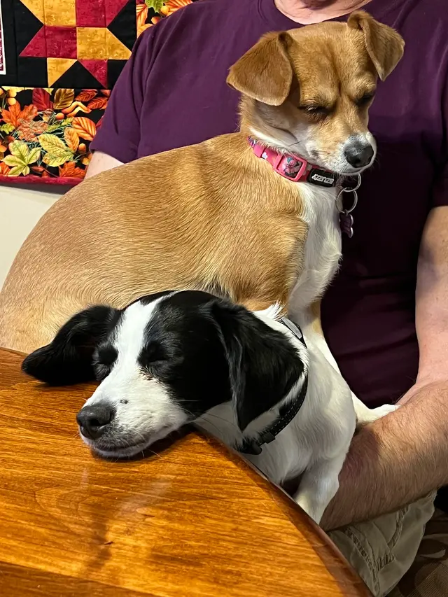 West Lake Animal Hospital — customer photo 9