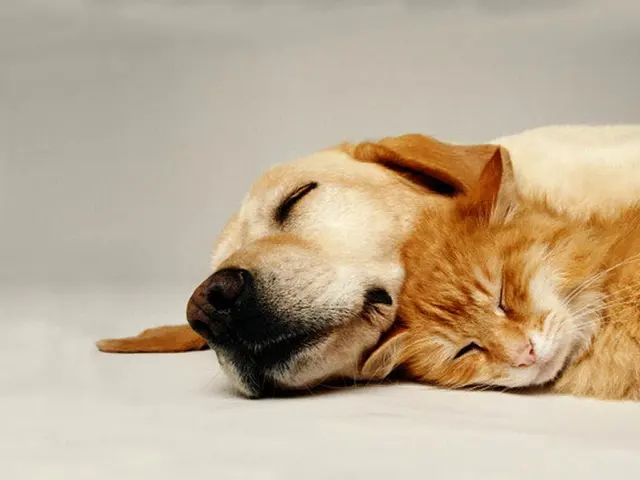 West Lake Animal Hospital — photo from the business 12