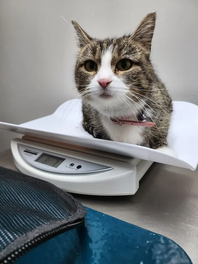 West Lake Animal Hospital — customer photo 8