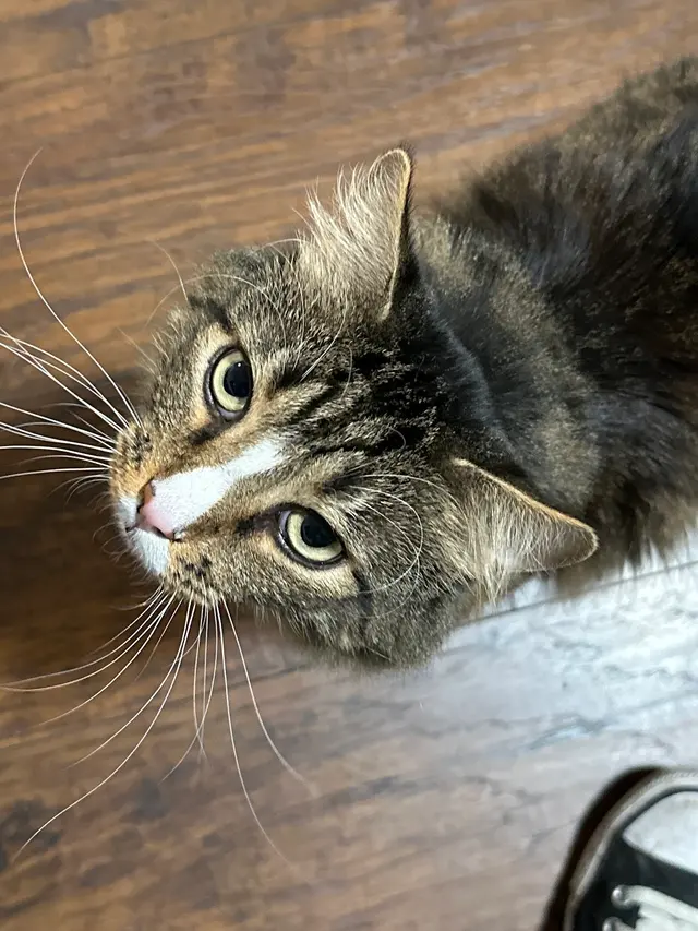 Affordable Animal Care of Utah — customer photo 9