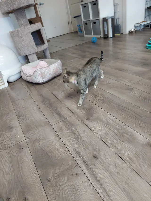 Affordable Animal Care of Utah — customer photo 4