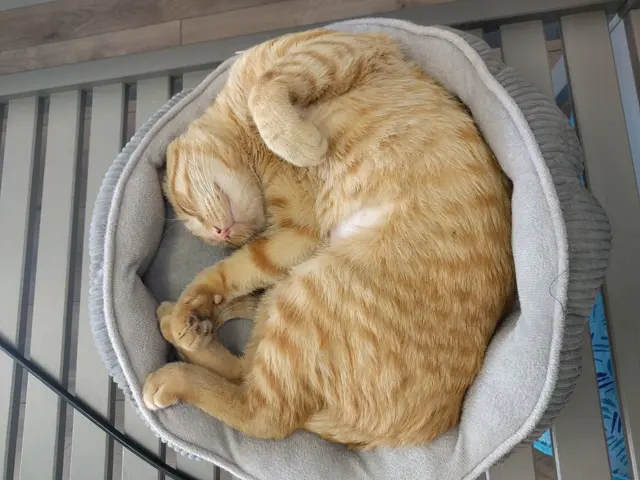 Affordable Animal Care of Utah — customer photo 2