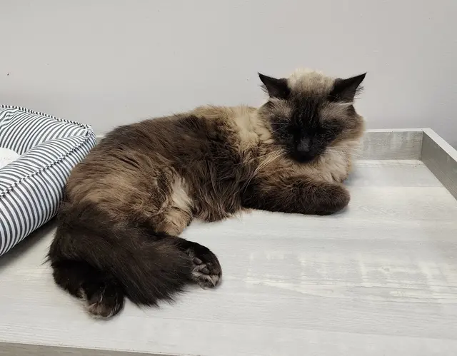 Affordable Animal Care of Utah — customer photo 1