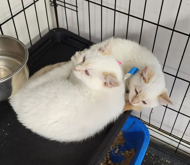 Affordable Animal Care of Utah — customer photo 10