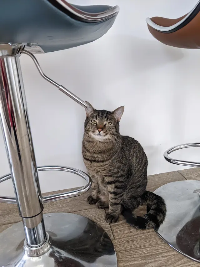 Affordable Animal Care of Utah — customer photo 11