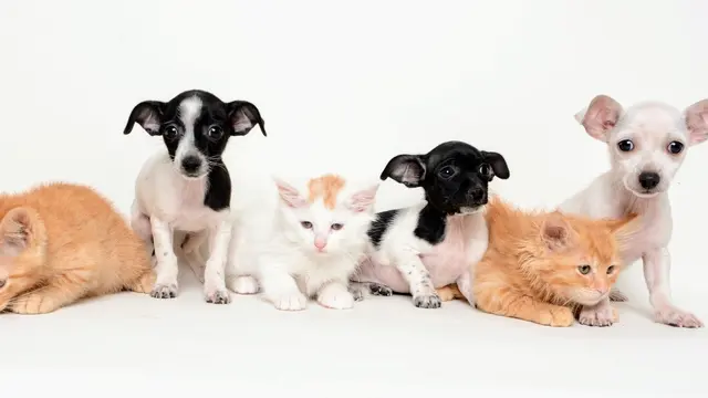 Humane Society of Utah — photo from the business 3