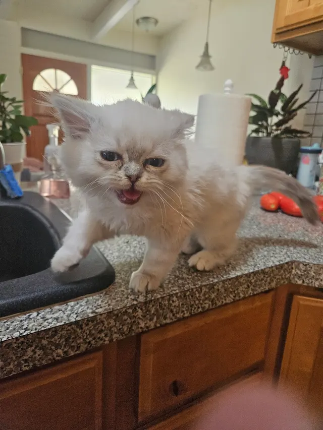 Humane Society of Utah — customer photo 8