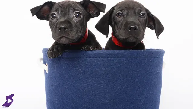 Humane Society of Utah — photo from the business 1