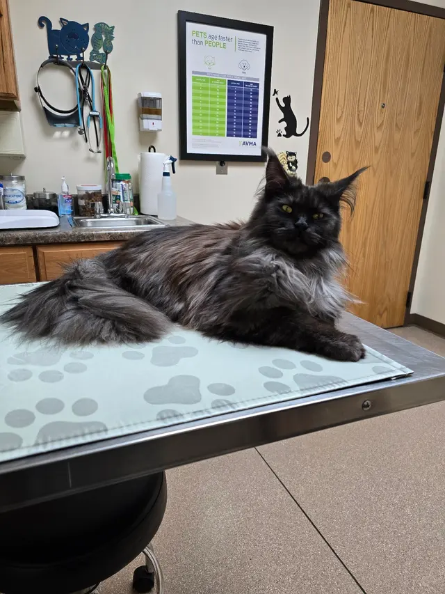 Hunter Animal Hospital — customer photo 1