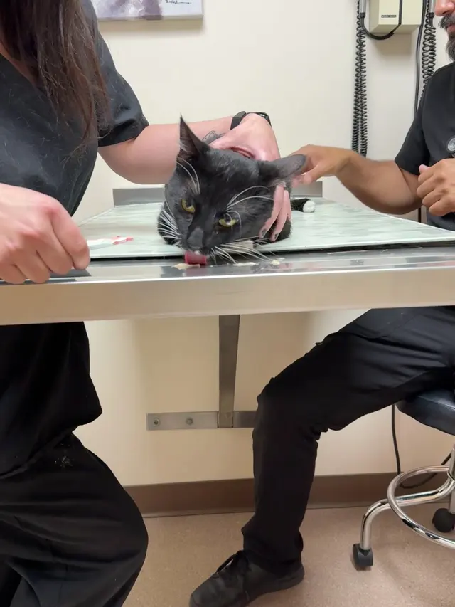 Hunter Animal Hospital — customer photo 10
