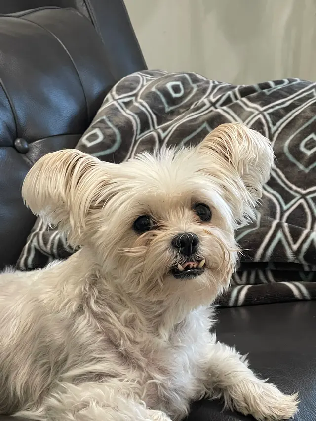 Midvalley Animal Clinic — customer photo 7