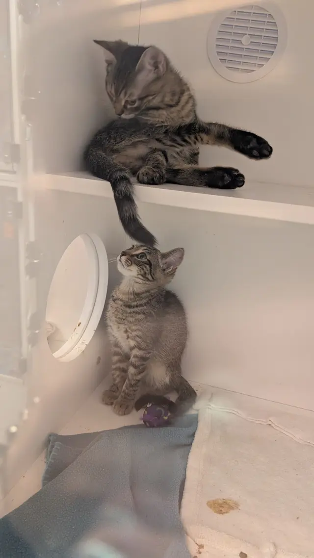Best Friends Animal Society — customer photo 7