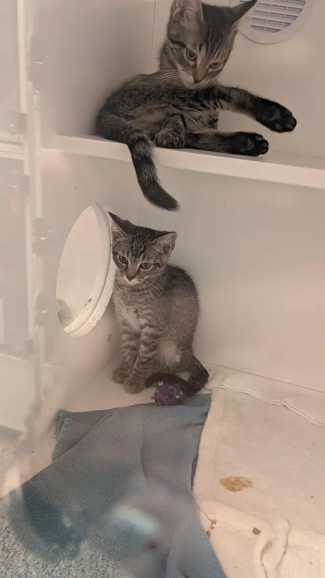 Best Friends Animal Society — customer photo 8