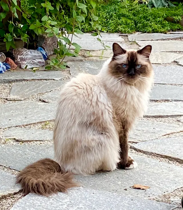 Sugar House Veterinary Hospital — customer photo 9
