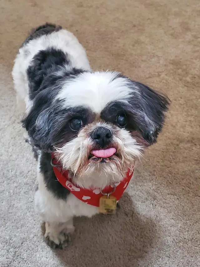Sugar House Veterinary Hospital — customer photo 11