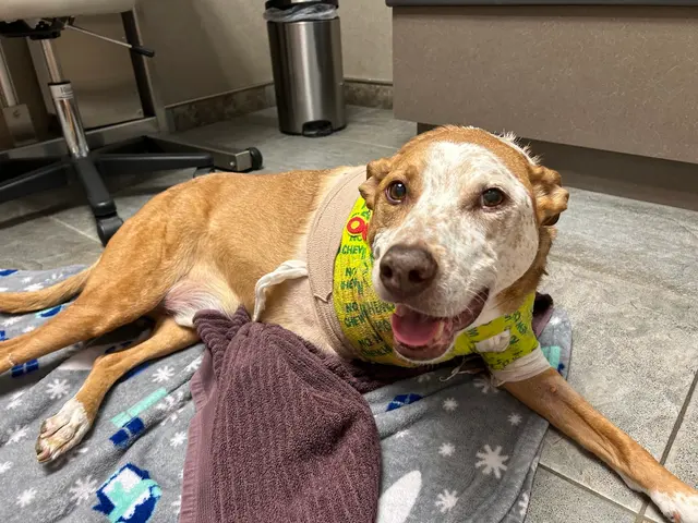 Sugar House Veterinary Hospital — customer photo 6