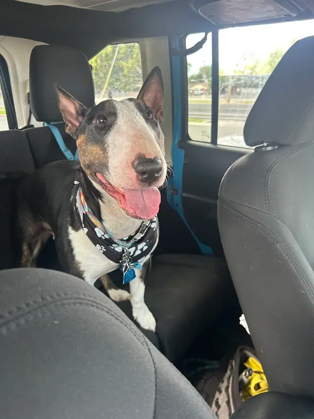 Sugar House Veterinary Hospital — customer photo 10