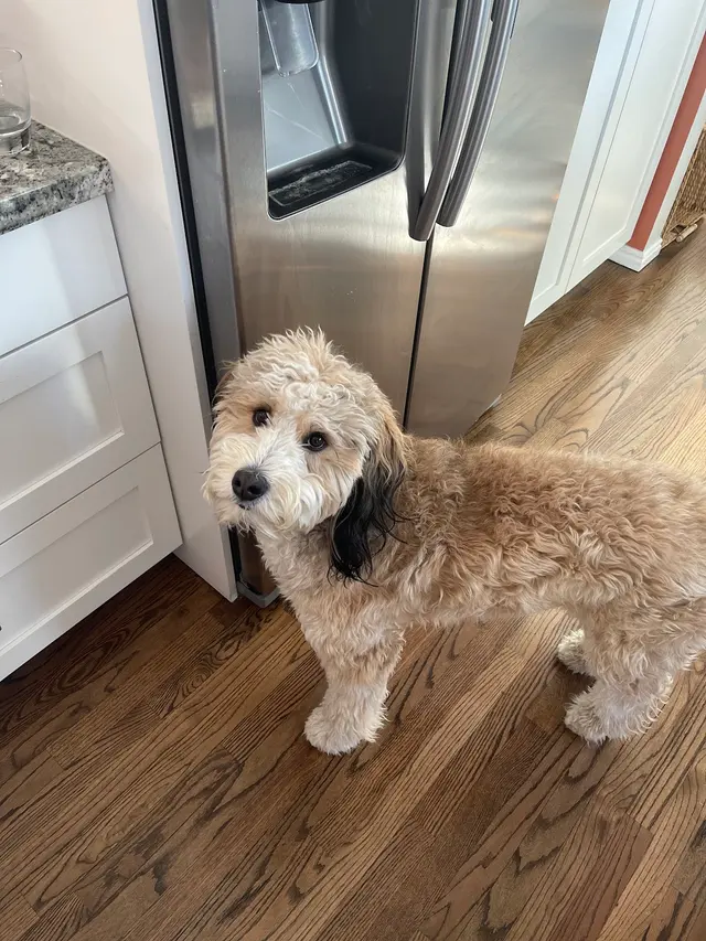 Sugar House Veterinary Hospital — customer photo 3