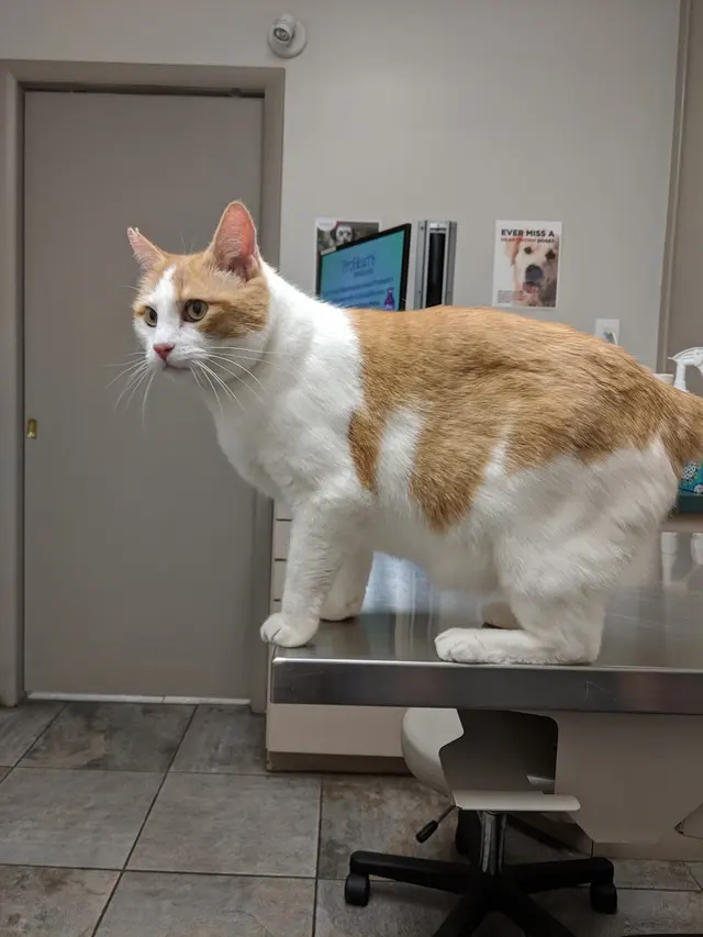 Sugar House Veterinary Hospital — customer photo 1