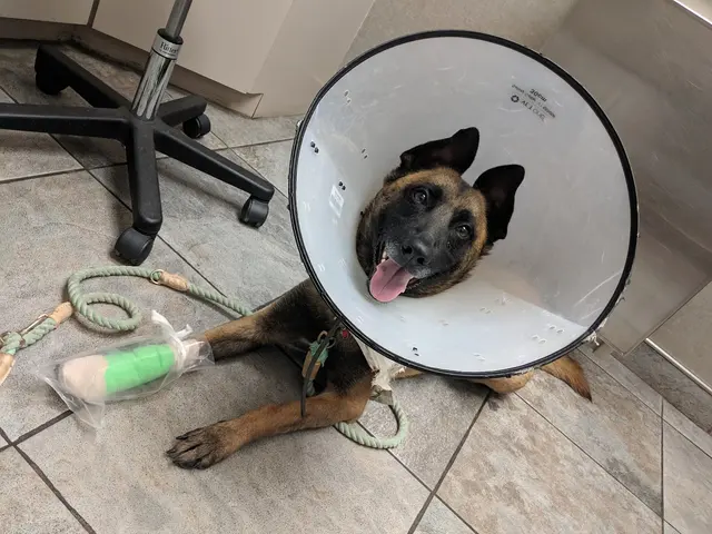 Sugar House Veterinary Hospital — customer photo 2