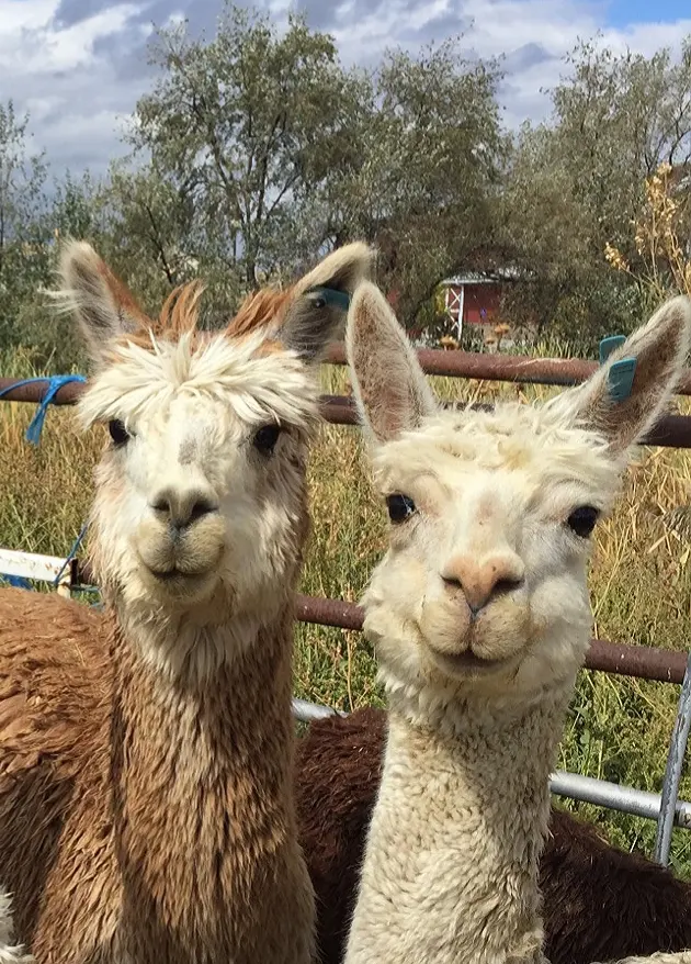 The Farm Animal Rescue; formerly known as The Farm at Gardner Village — photo from the business 11