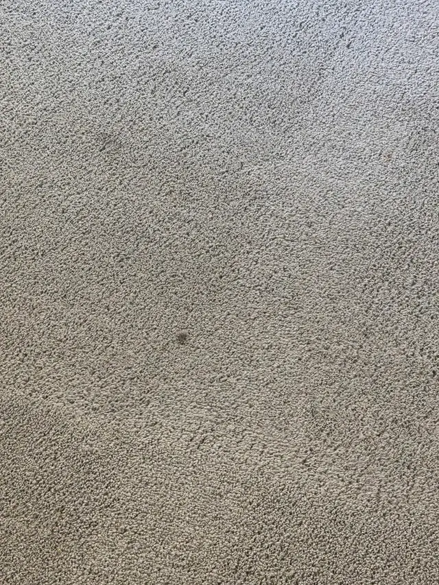 Oxi Fresh Carpet Cleaning — customer photo 9