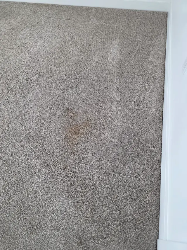 Oxi Fresh Carpet Cleaning — customer photo 7