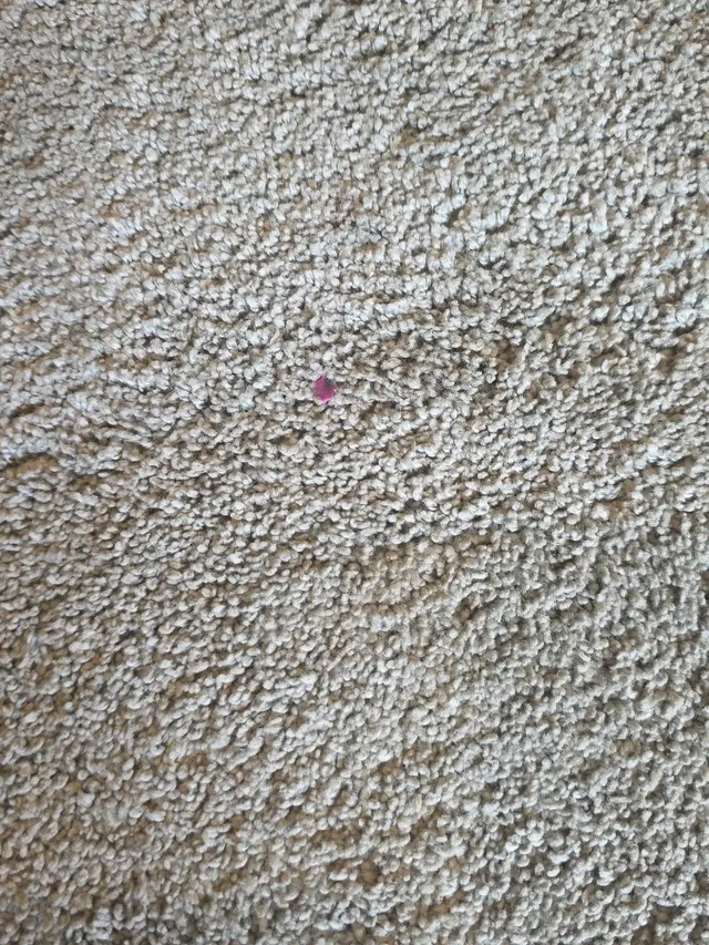 Oxi Fresh Carpet Cleaning — customer photo 11