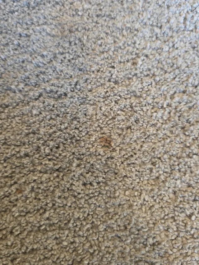 Oxi Fresh Carpet Cleaning — customer photo 4