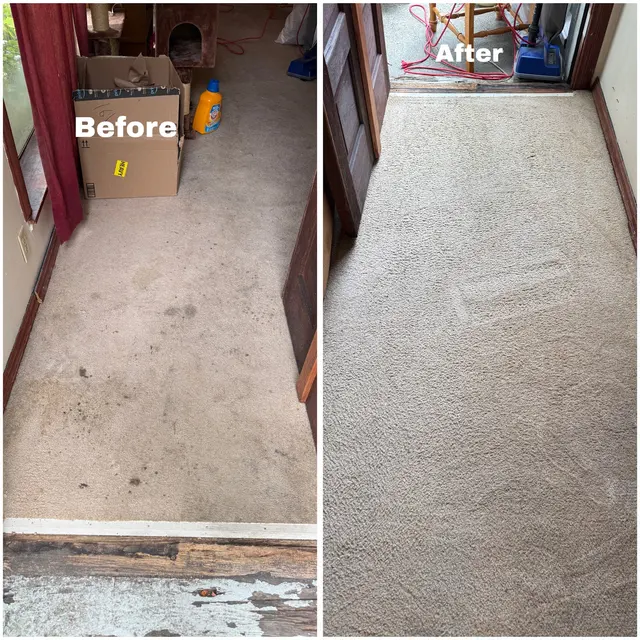 Power Pup Clean — photo from the business 1