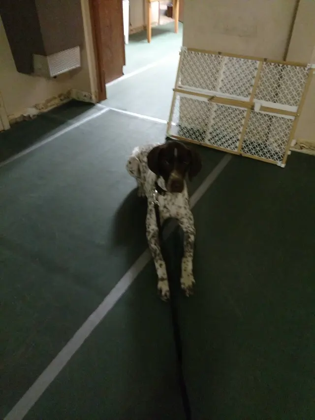 Fur Better Fur Worse Dog Training — customer photo 3