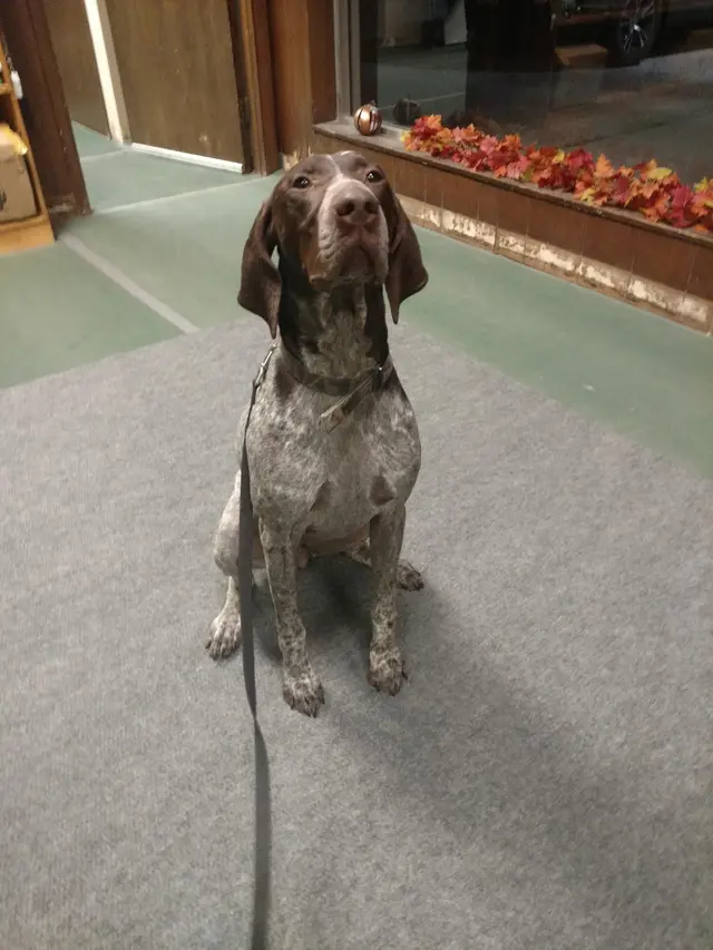 Fur Better Fur Worse Dog Training — customer photo 2