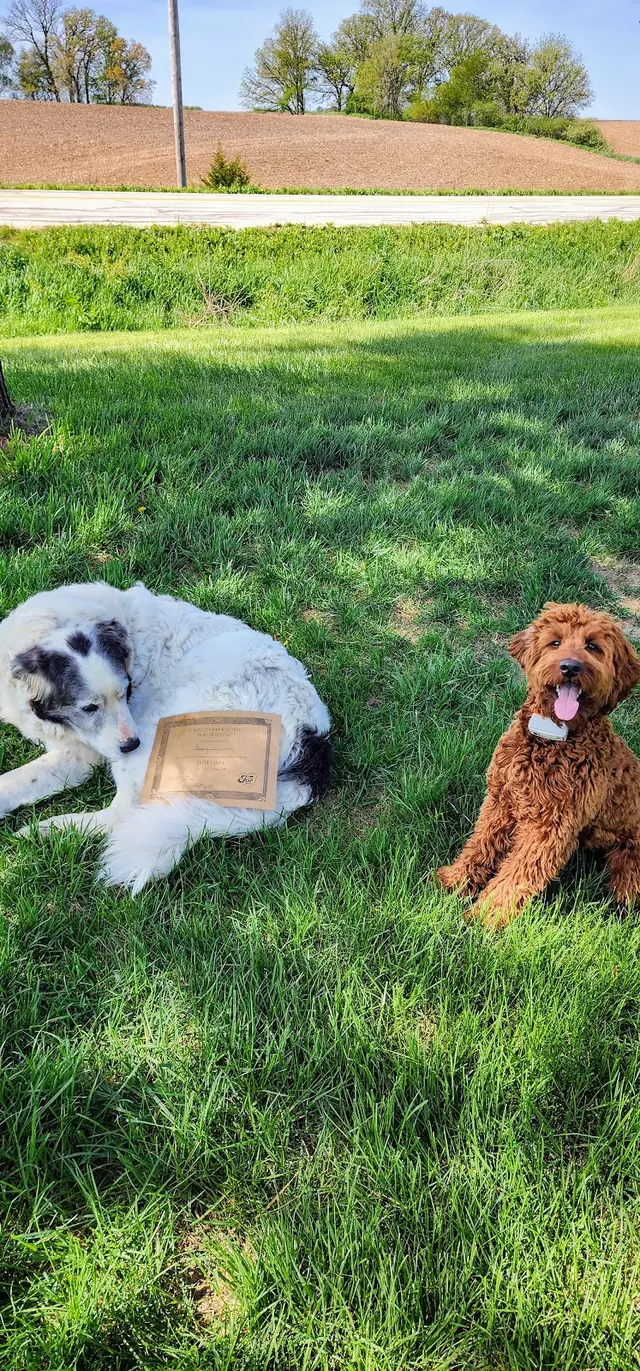 Fur Better Fur Worse Dog Training — customer photo 1
