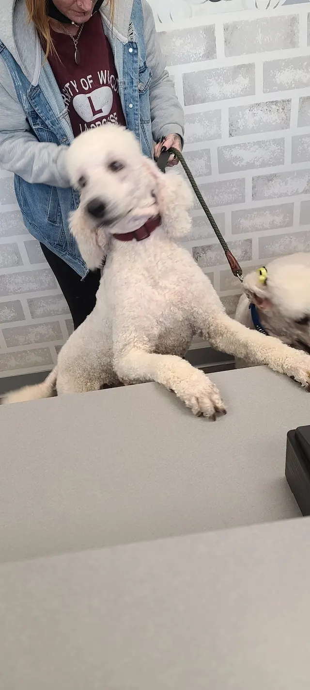 AHSD Canine Services — customer photo 8