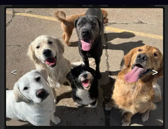 AHSD Canine Services — customer photo 1