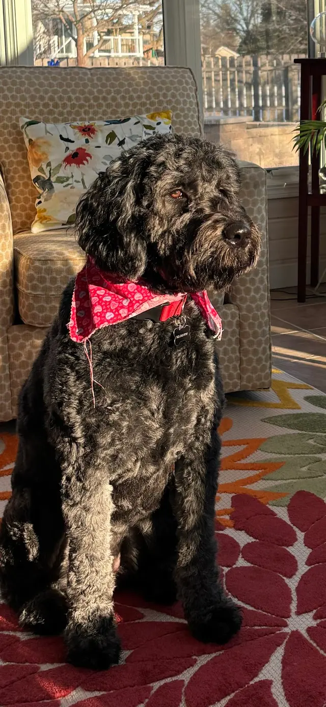 AHSD Canine Services — customer photo 12