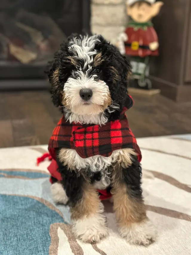 AHSD Canine Services — customer photo 3