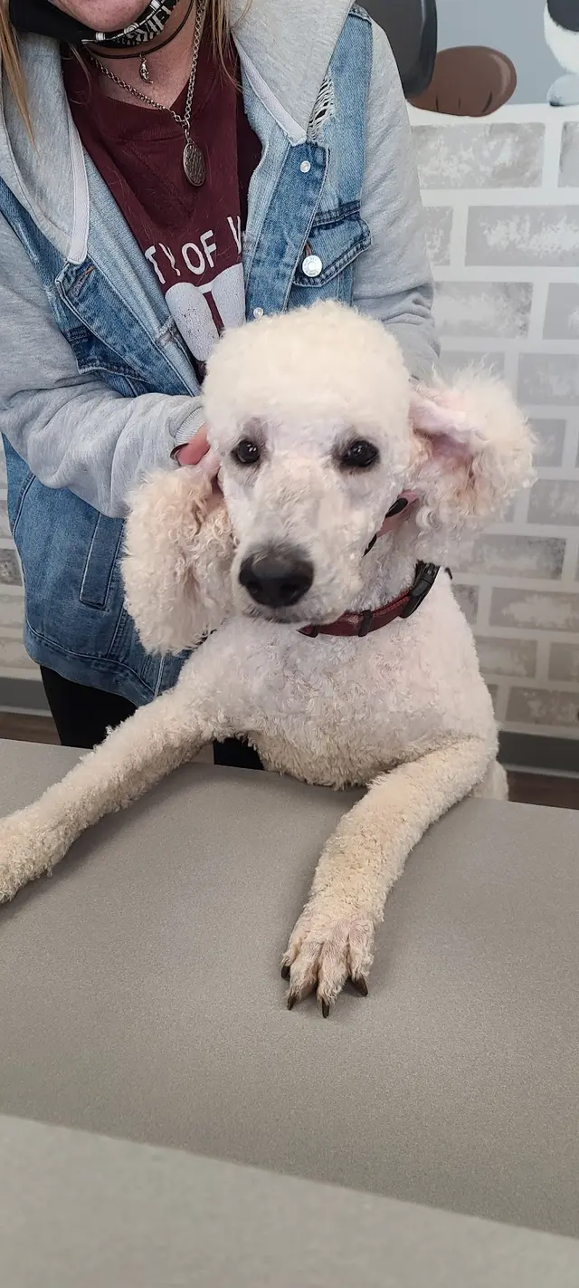 AHSD Canine Services — customer photo 2