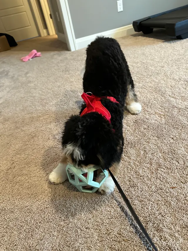 AHSD Canine Services — customer photo 7