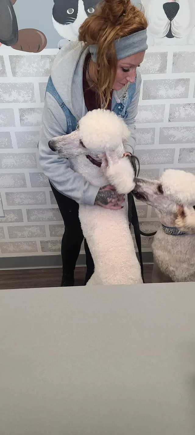 AHSD Canine Services — customer photo 11