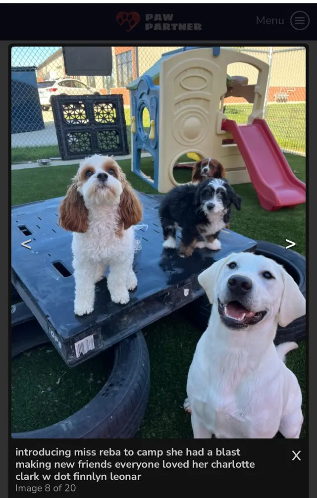 AHSD Canine Services — customer photo 4