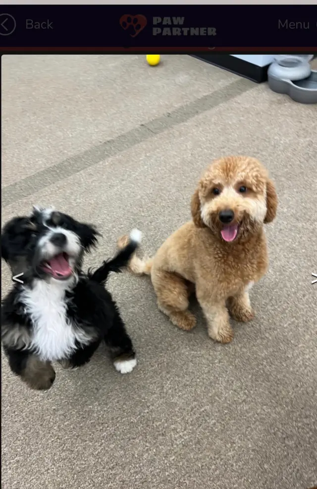 AHSD Canine Services — customer photo 6