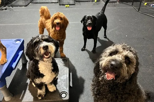 AHSD Canine Services — customer photo 5