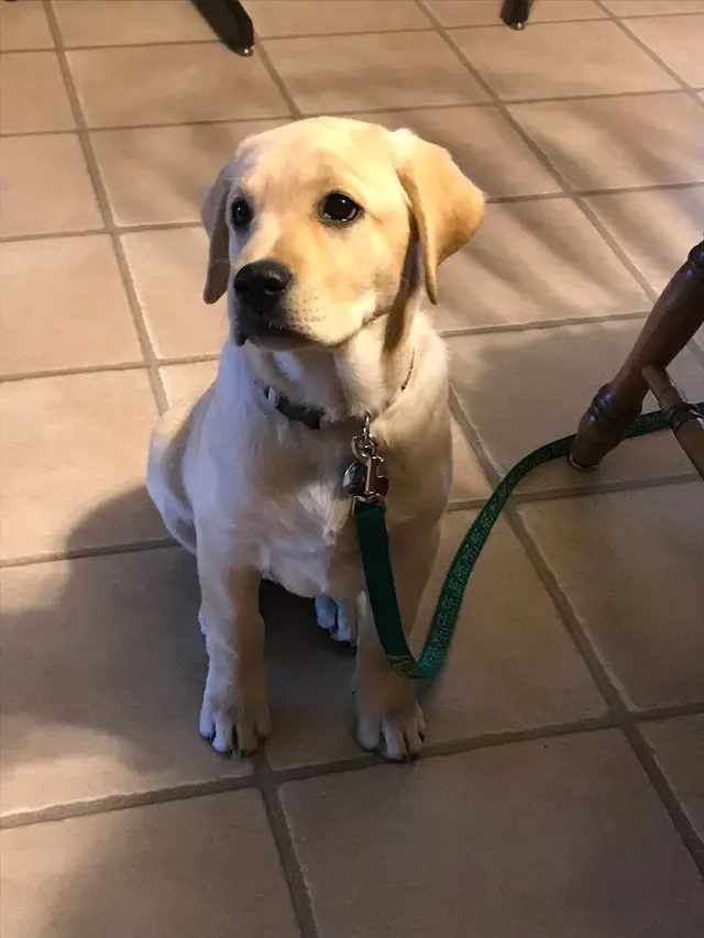 AHSD Canine Services — customer photo 10