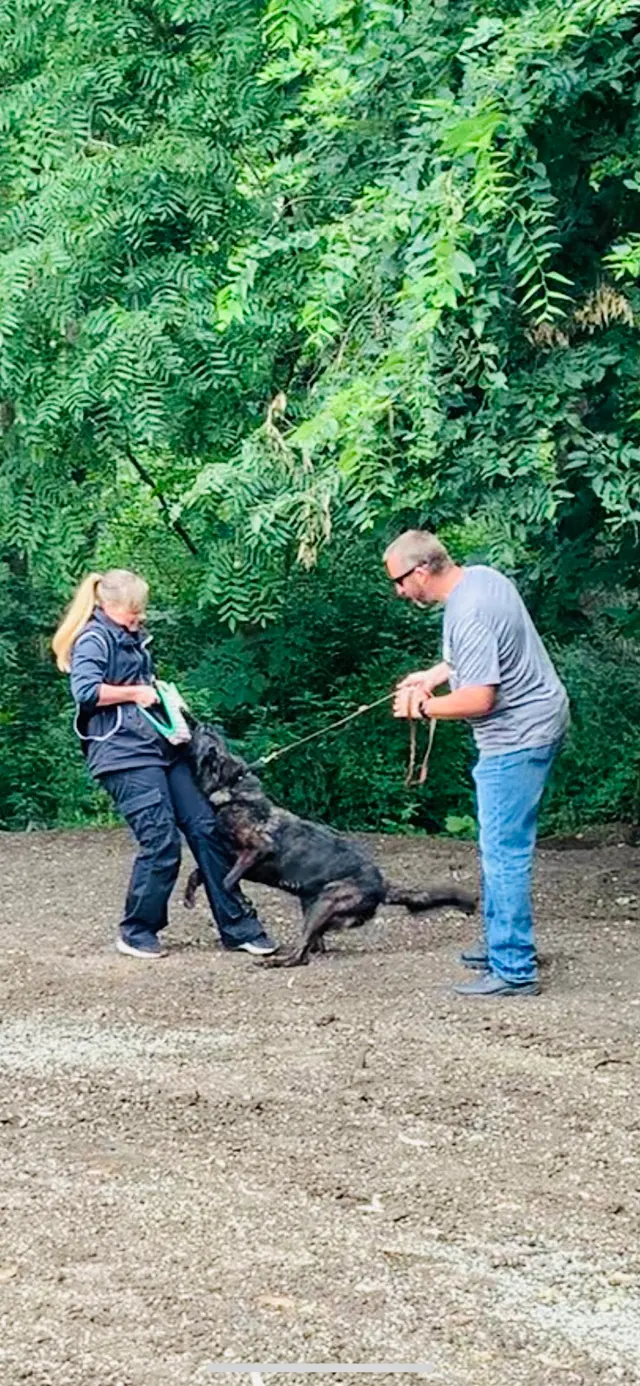 Cooperative Canine Concepts - Dog Training — photo from the business 12