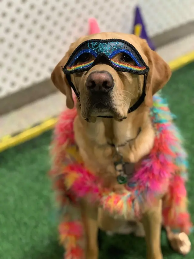 Customer photo of work by Cooperative Canine Concepts - Dog Training, from Hannah Malmgren's review