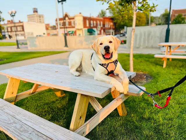 Cooperative Canine Concepts - Dog Training — customer photo 4