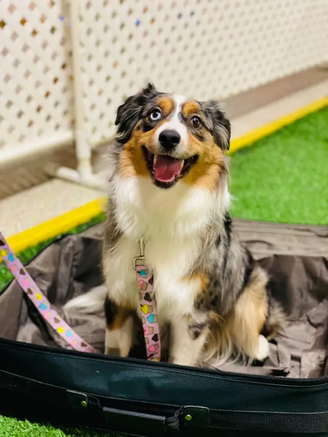 Cooperative Canine Concepts - Dog Training — photo from the business 10