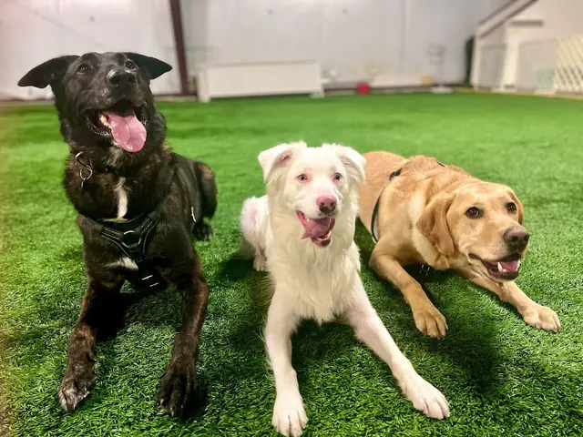 Cooperative Canine Concepts - Dog Training — customer photo 2