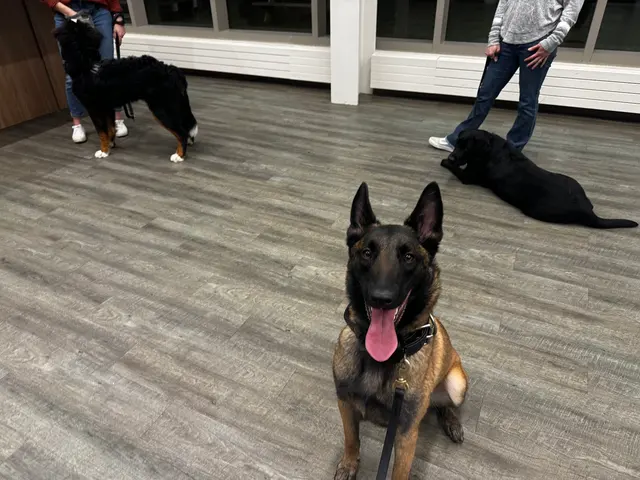 Cooperative Canine Concepts - Dog Training — photo from the business 3